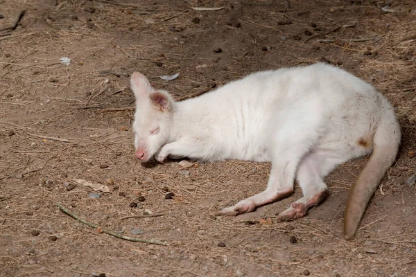 Wallaby Albino Tem Corpo Branco Com Orelhas Cor Rosa Nariz — Fotografia de Stock