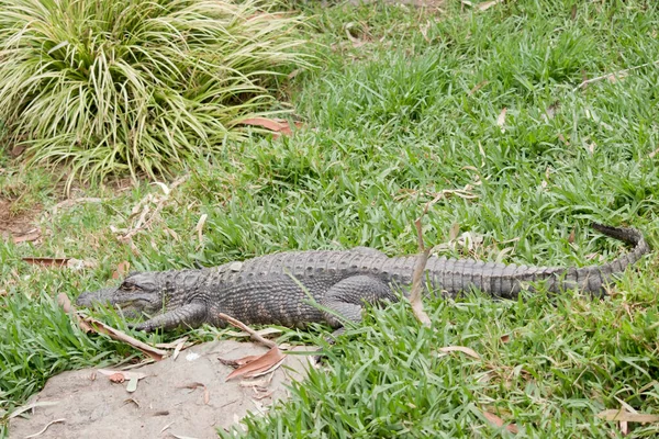 Alligatoren Haben Eine Lange Runde Schnauze Die Ende Nach Oben — Stockfoto