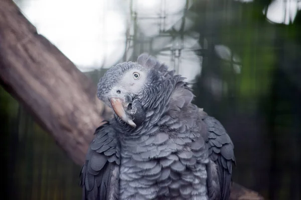 Den Unga Afrikanska Grå Papegojan Har Stor Gräddnäbb Och Vit — Stockfoto