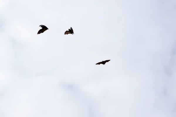 Pipistrelli Sono Gli Unici Mammiferi Che Possono Volare Invece Braccia — Foto Stock