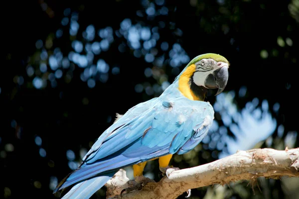 파란색 금색등 꼬리깃의 깃털은 파란색이며 아랫면은 올리브 색이다 깃털은 녹색이다 — 스톡 사진