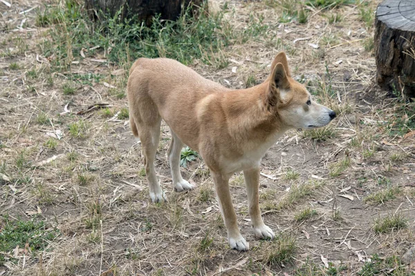 Dingon Naturligt Magra Som Greyhound Med Stora Öron Permanent Stuckna — Stockfoto