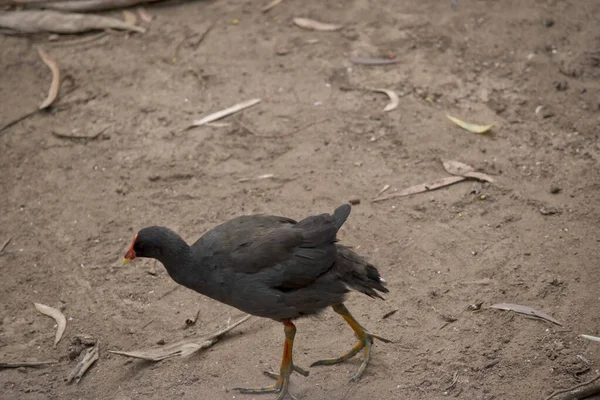 Moorhen Oscuro Pájaro Acuático Que Tiene Todas Las Plumas Negras — Foto de Stock