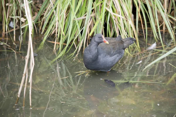Dusky Moorhen Water Bird Which Has All Black Feathers Wtih — стоковое фото