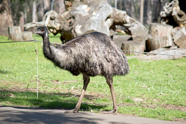 Emu Είναι Ψηλότερο Πουλί Στην Αυστραλία Που Δεν Μπορεί Πετάξει — Φωτογραφία Αρχείου