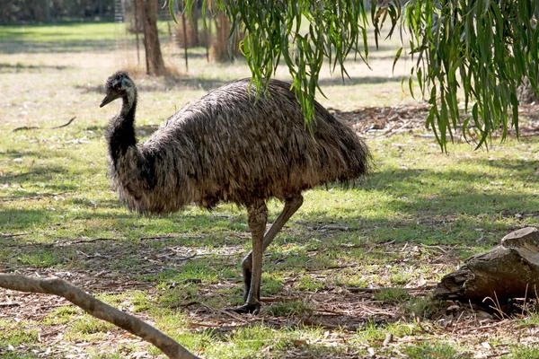 Emu Duży Ptak Emu Jest Pokryte Prymitywnymi Piórami Które Ciemnobrązowe — Zdjęcie stockowe