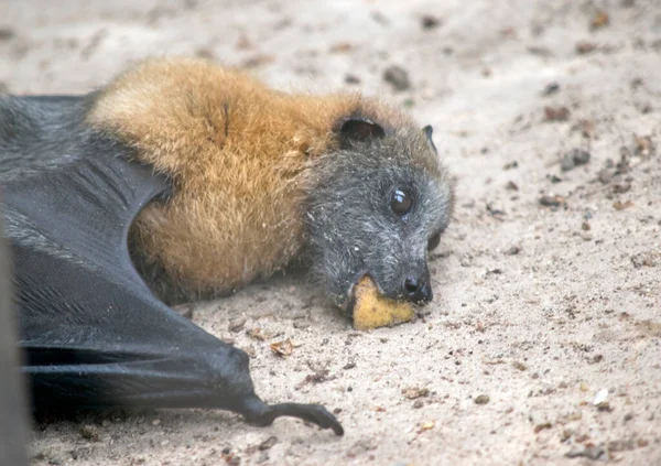 the fruit bat has a  woolly fur golden colored on the head, neck, shoulders, and sometimes back. Their wings are black and not furred. Flying-foxes or fruit bats feed mainly at night on nectar, pollen and fruit