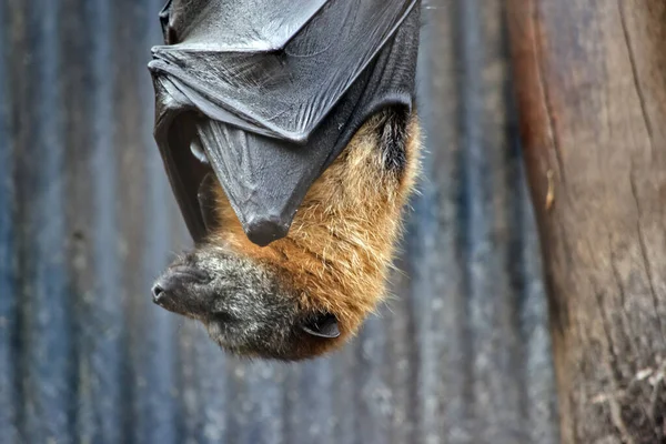 Morcego Fruta Tem Uma Pelagem Cor Dourada Cabeça Pescoço Ombros — Fotografia de Stock