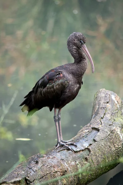 Glossy Ibis Has Distinctive Long Downwards Curved Bill Olive Brown — Stock Photo, Image