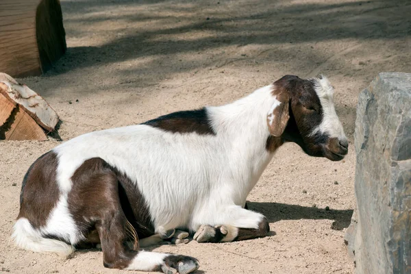 Young Goat Brown White Has Beard — Stock Photo, Image