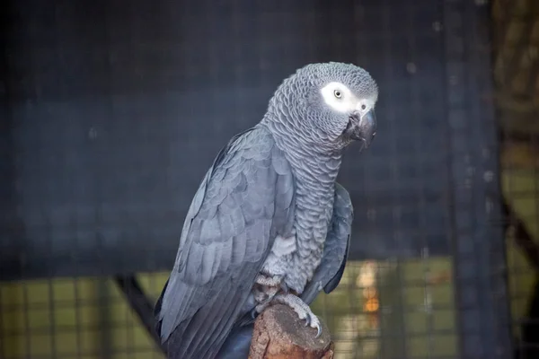 Den Grå Afrikanska Papegojan Grå Med Svart Näbb Och Vita — Stockfoto