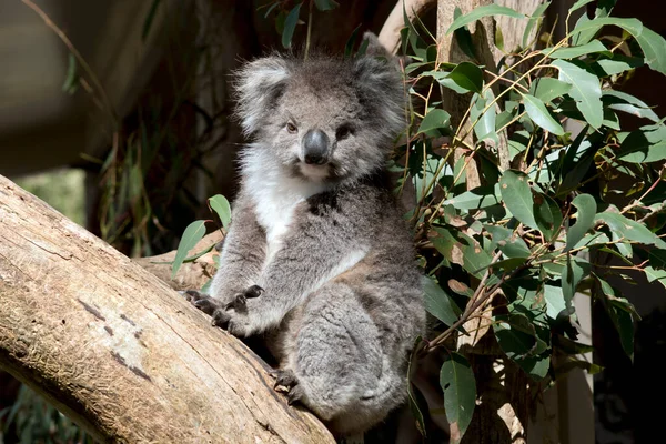 Koala Zijn Meestal Grijsbruin Van Kleur Met Witte Vacht Borst — Stockfoto
