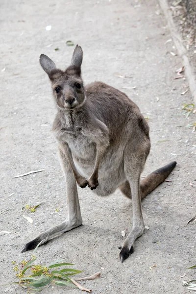 Kängurun Kangaroo Har Ljusbrun Kropp Med Vit Magen Har Också — Stockfoto
