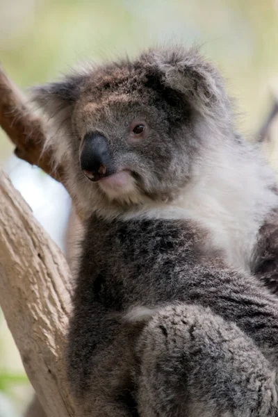 Koala Έχει Ένα Μεγάλο Στρογγυλό Κεφάλι Μεγάλα Τριχωτά Αυτιά Και — Φωτογραφία Αρχείου