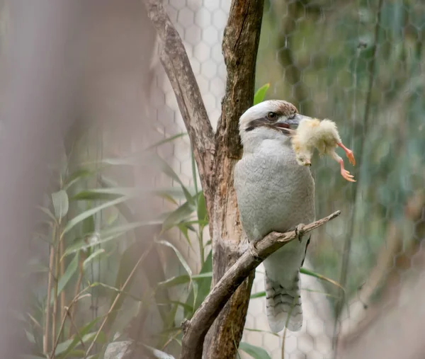 Los Kookaburras Tienen Una Cabeza Blanquecina Que Está Marcada Por —  Fotos de Stock