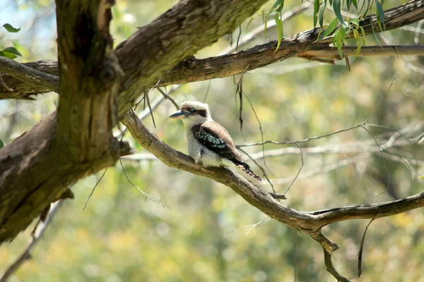 Laughing Kookaburra Perched High Tree — Fotografia de Stock