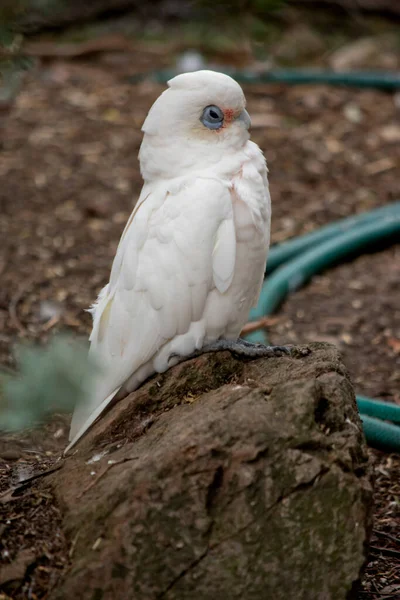 Die Kleine Corella Ist Ein Ganz Weißer Vogel Mit Rotem — Stockfoto
