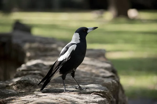 Straka Výrazný Pták Lesklými Černými Zářivě Bílými Znaky Jeho Zvuk — Stock fotografie