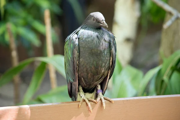 Les Pigeons Nicobares Ont Développé Plumage Brillant Leur Tête Est — Photo