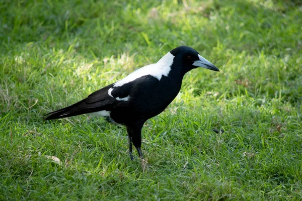 Pie Est Oiseau Distinctif Avec Des Marques Noir Brillant Blanc — Photo