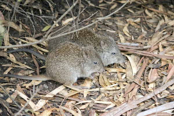 Potoroo Est Petit Marsupial Nocturne Qui Vit Petits Groupes Colonies — Photo