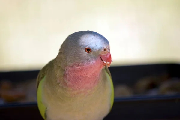 鹦鹉公主的羽毛大多为绿色 喉部为粉色 冠以蓝色 肩部为亮绿色 树根是蓝色的 尾巴又长又窄 — 图库照片