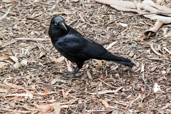 澳大利亚的乌鸦是黑色的 成年后有白眼 喉咙上的羽毛比其他种类的羽毛长 鸟类在鸣叫时倾向于伸展羽毛 同时将头部和身体保持在水平的位置 — 图库照片