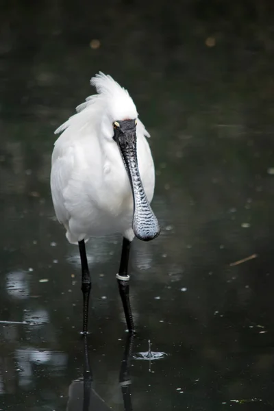 Královská Lžíce Velký Bílý Vodní Pták Černou Bankovkou Která Připomíná — Stock fotografie