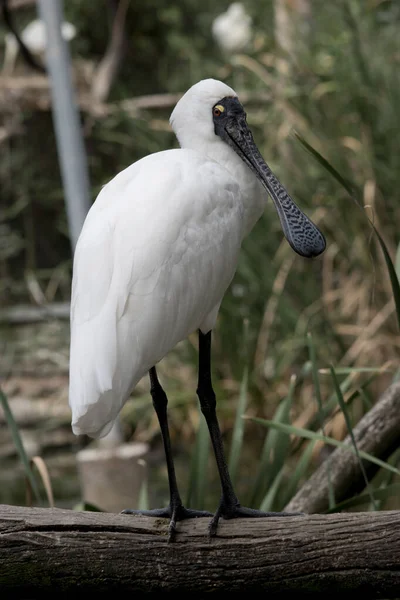 Królewski Łyżka Duży Biały Ptak Morski Czarnym Rachunkiem Który Wygląda — Zdjęcie stockowe