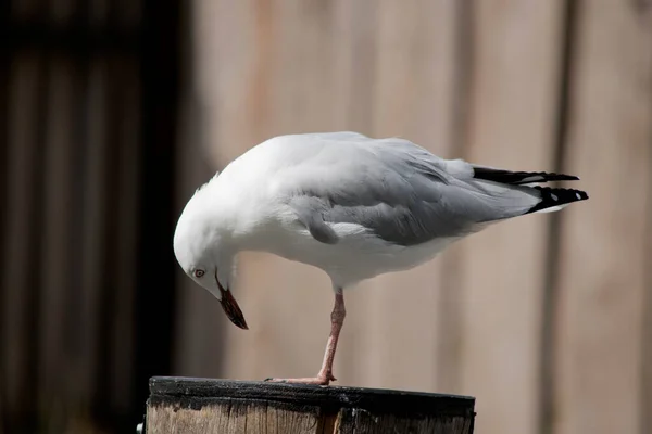 Seagull Has White Body Grey Wings White Eyes — Stock fotografie
