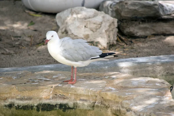 Gabbiano Uccello Bianco Con Ali Grigie Becco Rosso — Foto Stock