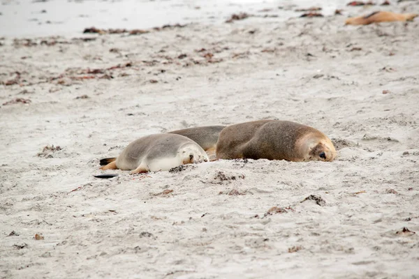 Sea Lions Laying Dunes Keep Warm — Foto de Stock