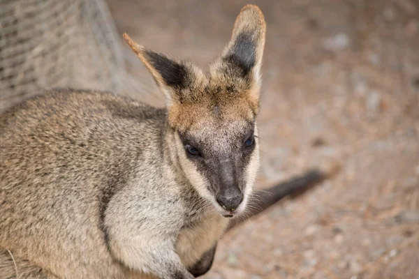 Bataklık Kanguru Yakın — Stok fotoğraf