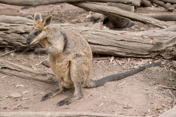 Het Moeras Wallaby Heeft Donkerbruine Vacht Vaak Met Lichtere Roestige — Stockfoto