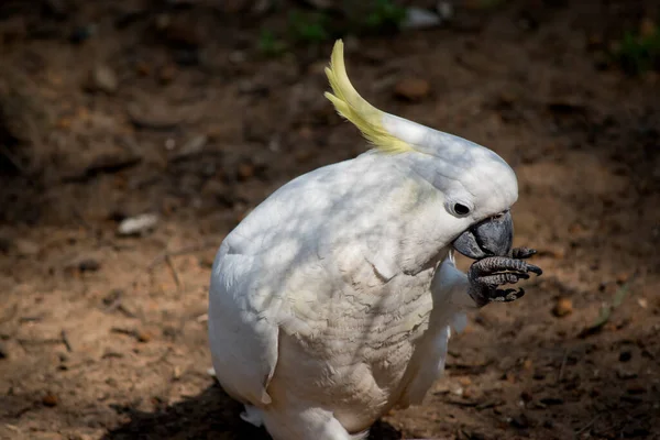 Sulphur Crested Cocakotoo All White Yellow Crest Black Beak Claws — Photo