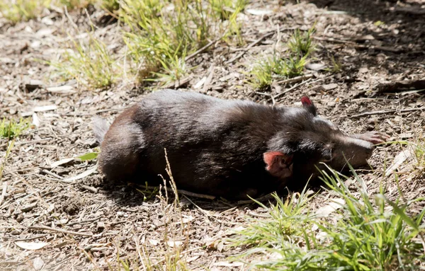 the Tasmanian Devil is the size of a small dog. Devils have black fur with a large white stripe across their breast and the odd line on their back.