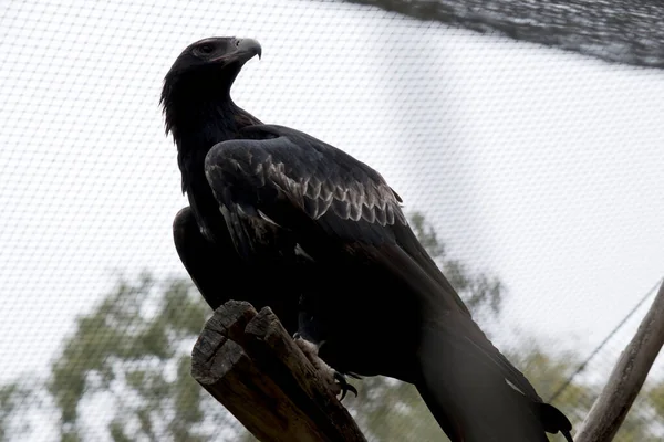독수리 Wedge Tailed Eagle 어두운 과검은 독수리이다 독수리의 부리는 크림이다 — 스톡 사진