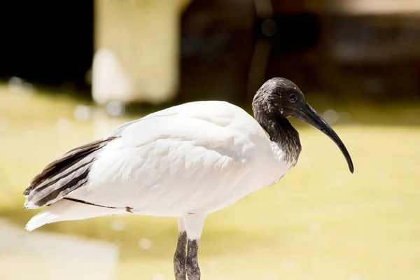 White Ibis Ugly Looking Seabird Thats Body White Its Face — стоковое фото
