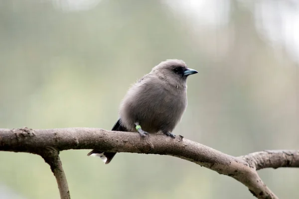 Odun Kırlangıcı Küçük Tüylü Gri Bir Kuştur — Stok fotoğraf