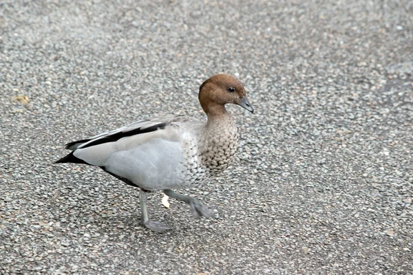 우드오리는 머리와 갈기를 가지고 있으며 과검은 아랫배와 아래쪽 꼬리가 — 스톡 사진