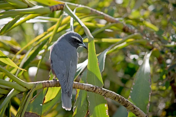 Odun Kırlangıcı Siyah Yüzlü Beyaz Kaşlı Gri Bir Kuştur — Stok fotoğraf