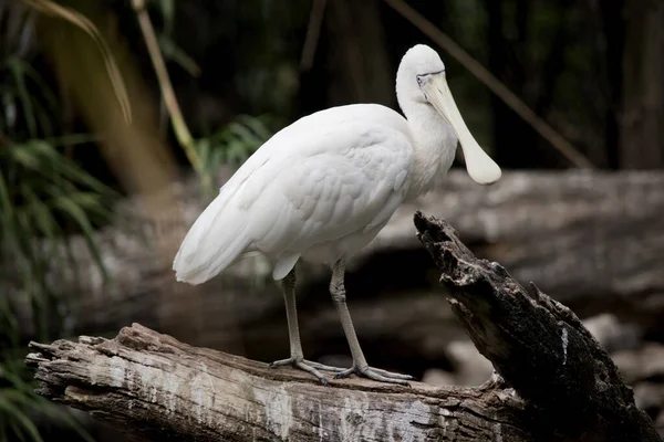 Spoonbill Real Pássaro Branco Grande Mar Com Uma Conta Preta — Fotografia de Stock