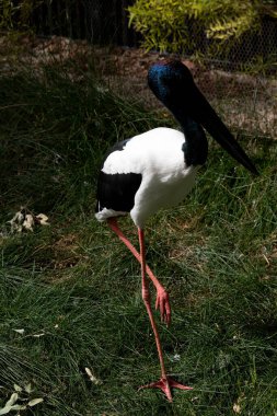 Jabiru ya da siyah boyunlu leylek, 1.3 metre uzunluğunda ve kanat açıklığı yaklaşık 2 metre olan siyah-beyaz bir su kuşudur. Baş ve boyun, parlak yeşil ve mor bir parıltıyla siyahtır.. 