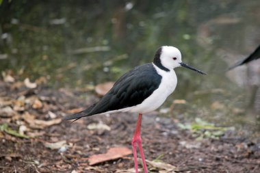 Siyah kanatlı stil. Pembe bacaklı siyah beyaz bir deniz kuşudur. Dar siyah gagalı beyaz bir kafası, beyaz göğsü ve siyah kanatları vardır.