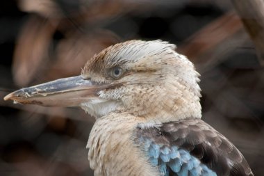 Mavi kanatlı Kookaburra büyük kare kafalı ve uzun gagalı büyük bir balıkçıdır. Ayırt edici soluk bir gözü var. Kafası açık beyaz, omuzları mavi, kahverengi çizgileri var.