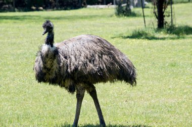 The australian emu  is covered in primitive feathers that are dusky brown to grey-brown with black tips. The Emu's neck is bluish black and mostly free of feathers.