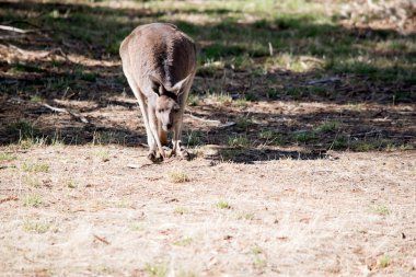 Kanguru Adası Kangurusu 'nun açık kahverengi bir vücudu, göbeğinin altında beyaz ve kahverengi gözleri vardır.