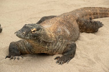 Komodo ejderhaları uzun kuyruklu, güçlü ve çevik boyunlu ve güçlü uzuvları olan büyük kertenkelelerdir. Yetişkinler, belirgin, büyük pulları olan neredeyse tek tip taştan bir renktir..