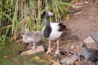 Magpie Gosling 'in gri tüyleri çıkmaya başladı. Kahverengi bir gözü ve koyu gri gagası vardır. Saksağan kaz siyah başlı, boynu beyaz, boynu uzun siyah bir deniz kuşudur..