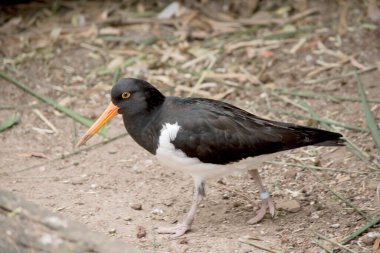 Fareli köyün istiridye yakalayıcısının siyah bir kafası ve at arabasının altında beyaz kanatları var. İnce turuncu bir gagası ve gözünün etrafında turuncu bir halkası var.